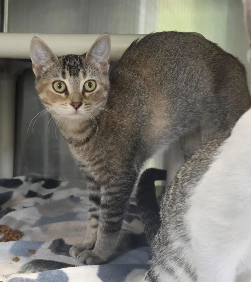 A baby medium-sized female Domestic Short Hair cat named Corty for adoption in Brainerd, MN