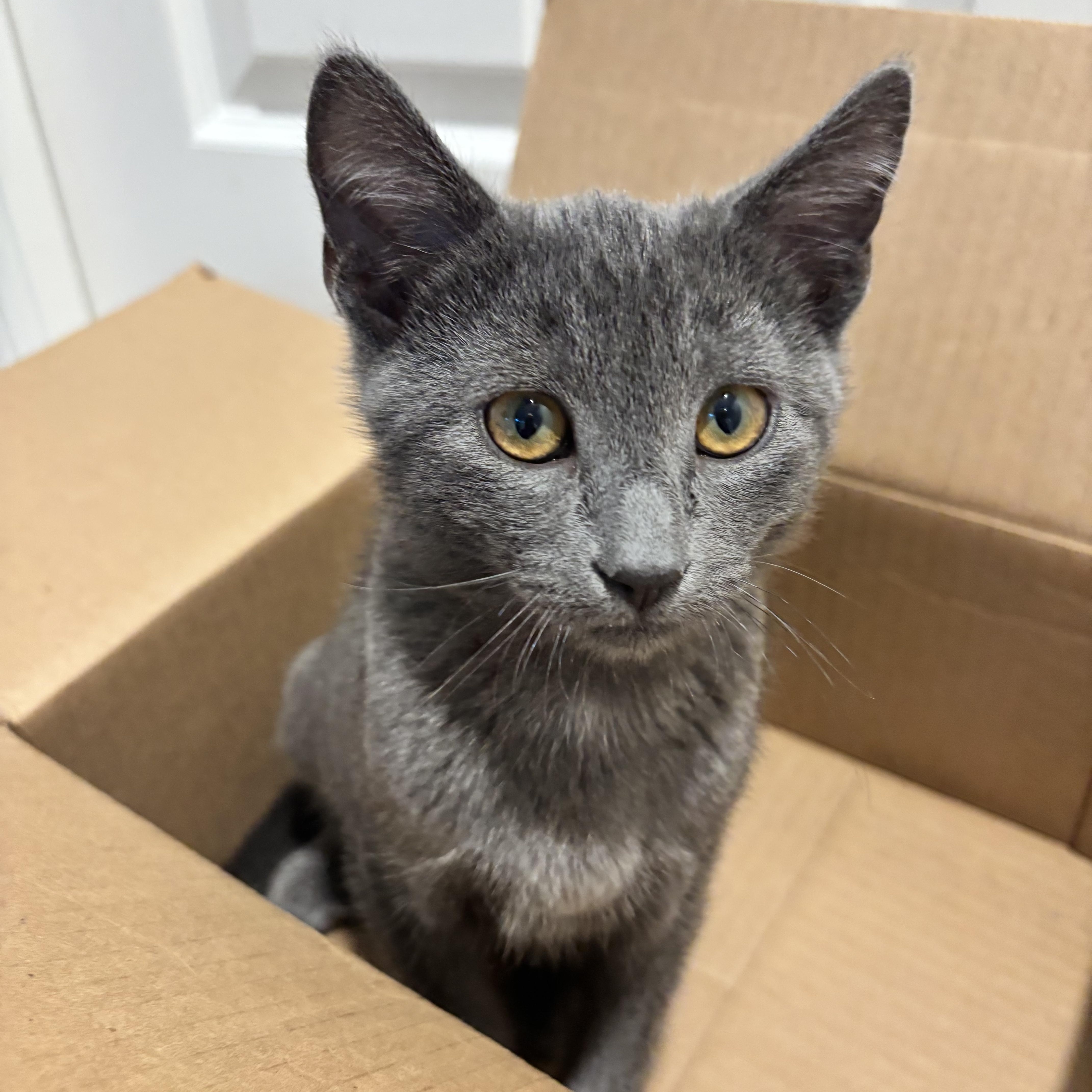 A baby medium-sized male Gray / Blue / Silver Russian Blue cat named Ben for adoption in Woodinville, WA