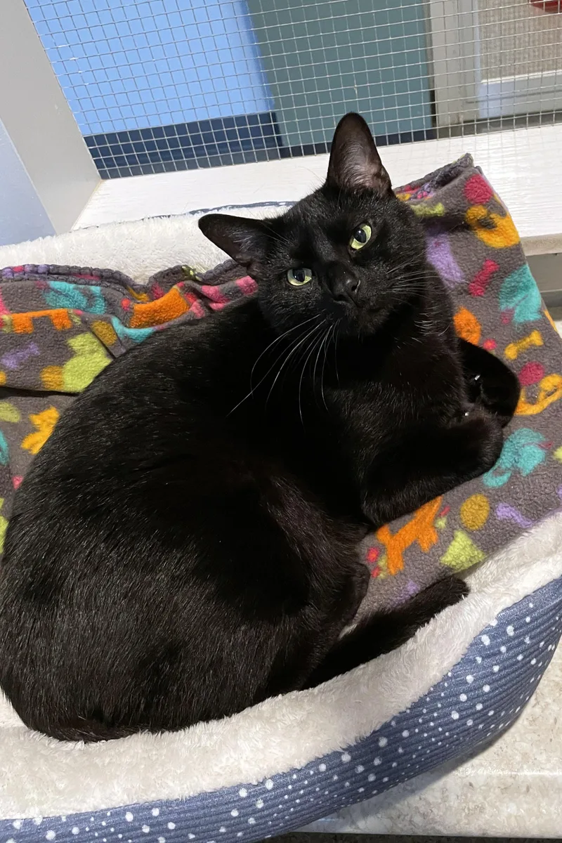 An adult large-sized female Black Domestic Short Hair cat named Onyx for adoption in Lincoln, NE