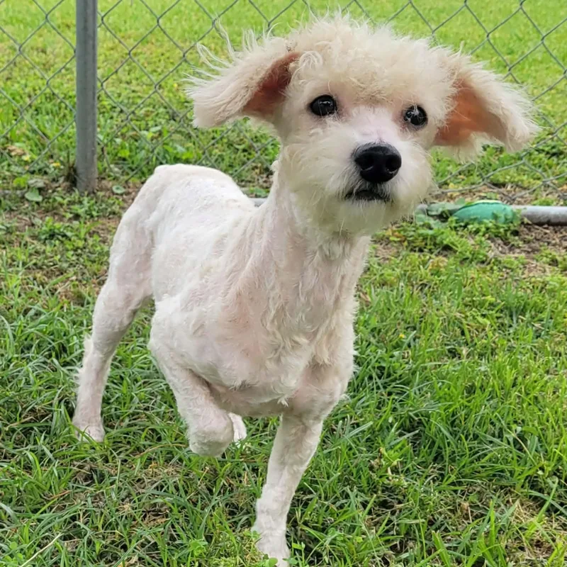 An adult small-sized male Apricot / Beige Miniature Poodle dog named Casper for adoption in Tylertown, MS