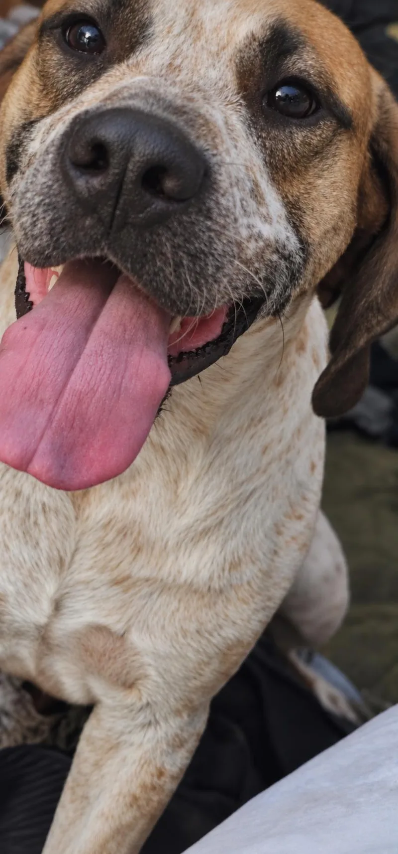 A young large-sized male English Coonhound dog named Grady for adoption in TULSA, OK