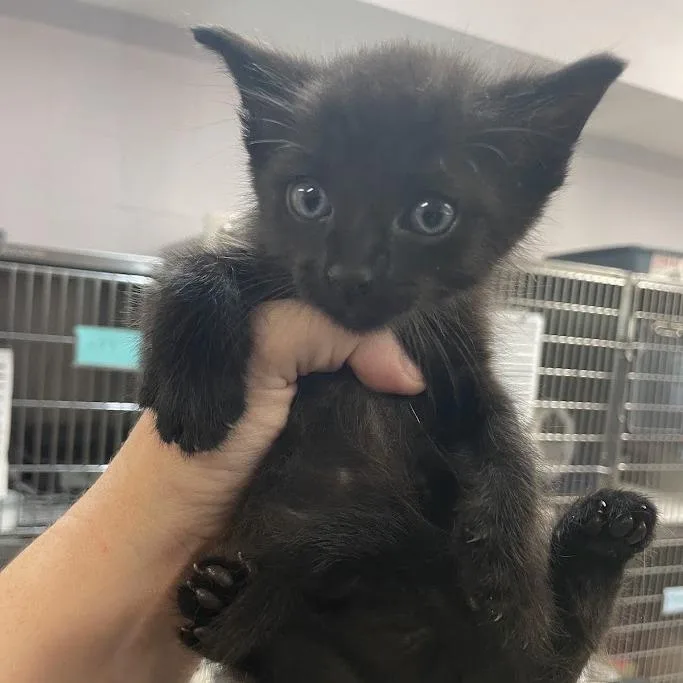 A baby small-sized male Black Domestic Short Hair cat named Panther for adoption in Port Charlotte, FL