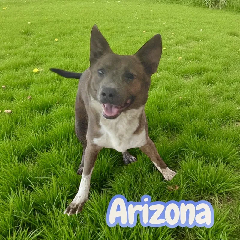 Arizona leash &