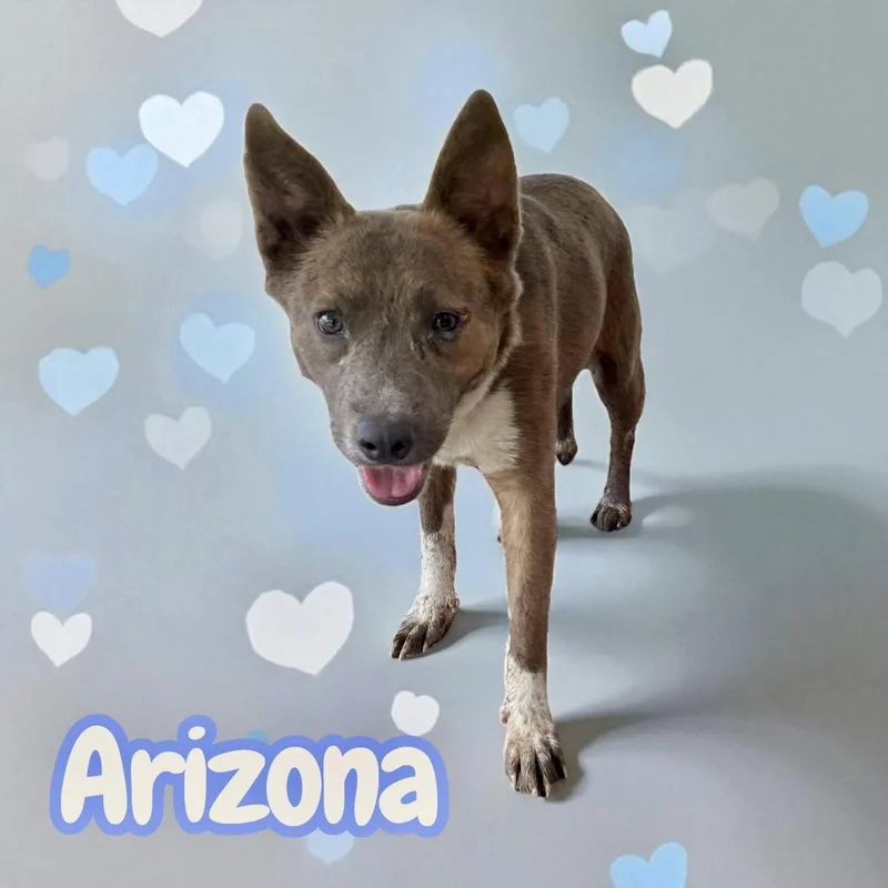 Arizona  leash & thumbnail 2