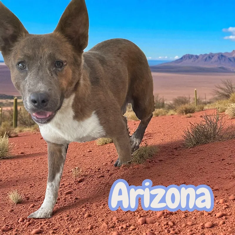 Arizona  leash & thumbnail 3