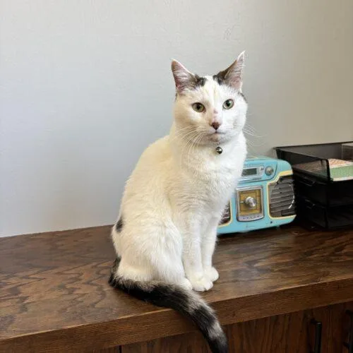 An adult medium-sized male Tabby (Brown / Chocolate) Domestic Short Hair cat named Simba for adoption in Kenosha, WI