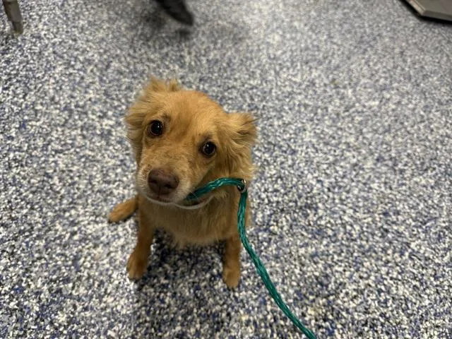 A young medium-sized female Pomeranian dog named A for adoption in Thousand Palms, CA
