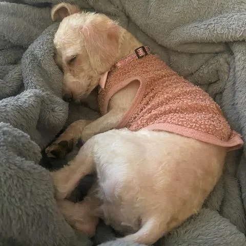 Savannah thumbnail 2