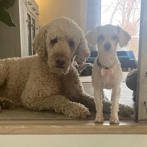 Savannah thumbnail 3