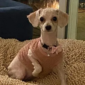 Savannah thumbnail 4