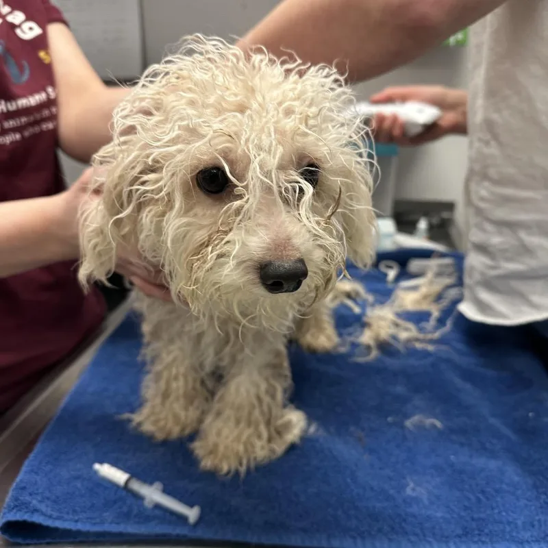 Savannah thumbnail 5