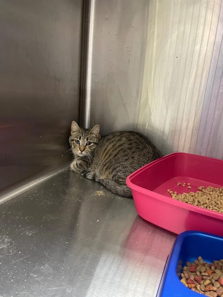 A baby medium-sized female Domestic Short Hair cat named Teaka for adoption in Mount Gilead, NC
