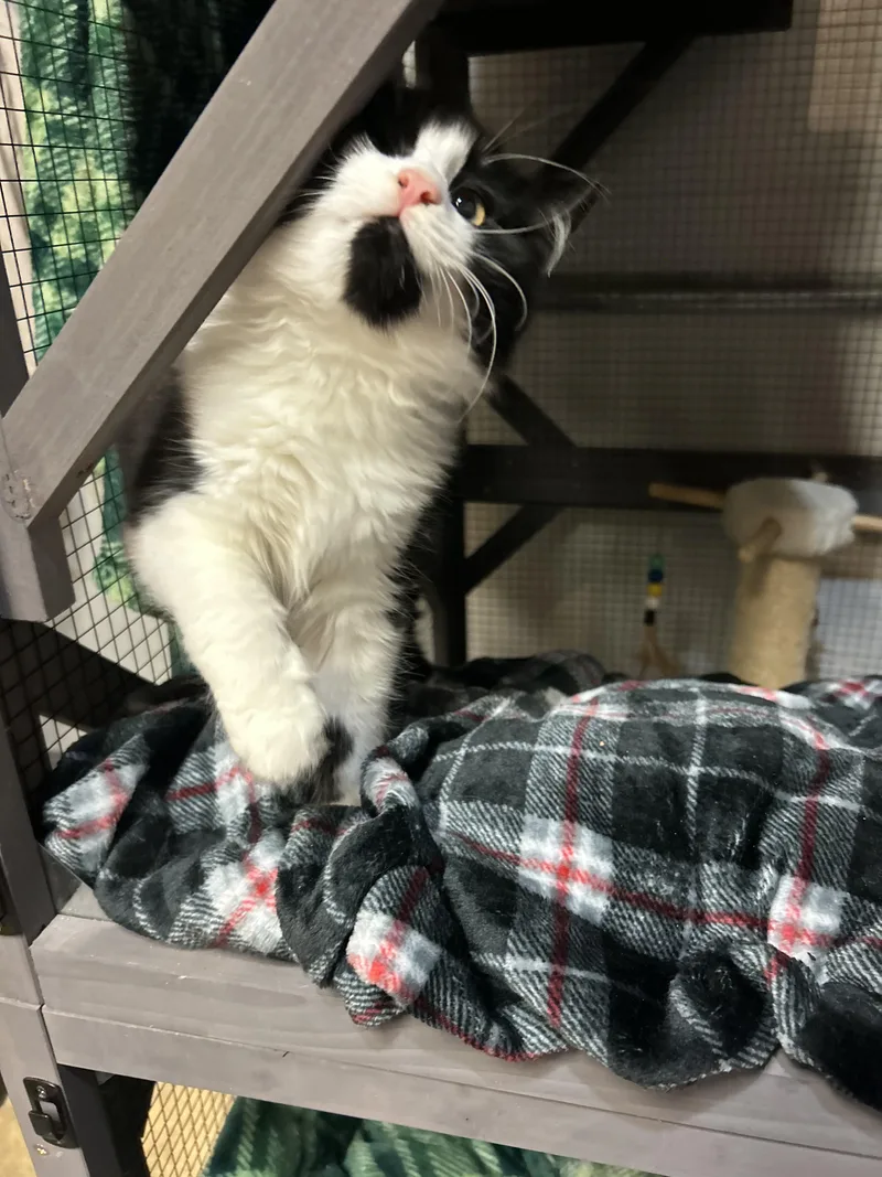 Shorty & Maria  thumbnail 4