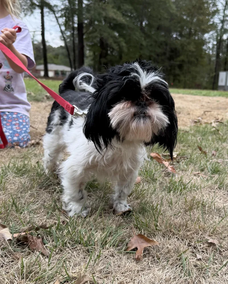 An adult small-sized male Shih Tzu dog named Ace for adoption in Fosters, AL