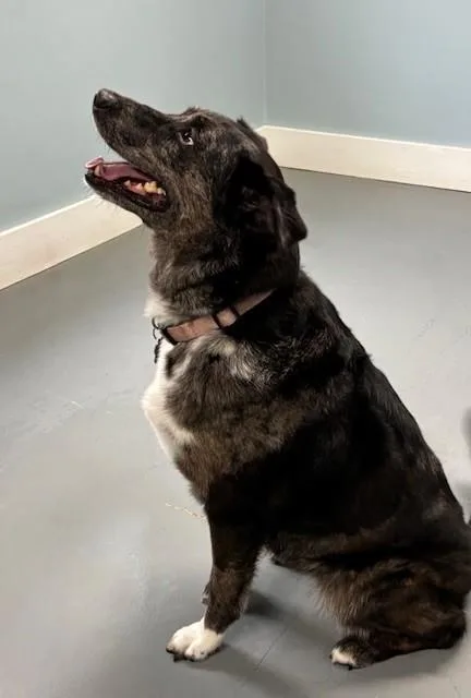 An adult medium-sized female Gray / Blue / Silver Cattle Dog dog named Joslyn for adoption in Hawk Point, MO