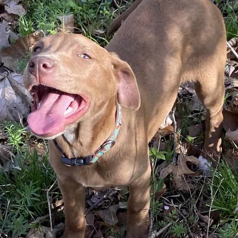 A baby medium-sized female Brown / Chocolate Mixed Breed dog named Lainey for adoption in Columbia, MO