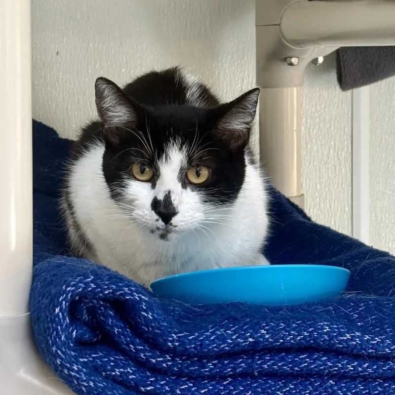 A young medium-sized female Black Domestic Medium Hair cat named Gloria for adoption in Fort Bragg, CA