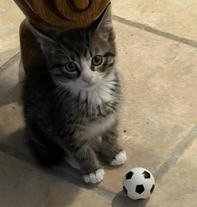 A baby medium-sized male Tabby (Tiger Striped) Domestic Short Hair cat named Apple Jax for adoption in Breinigsville, PA