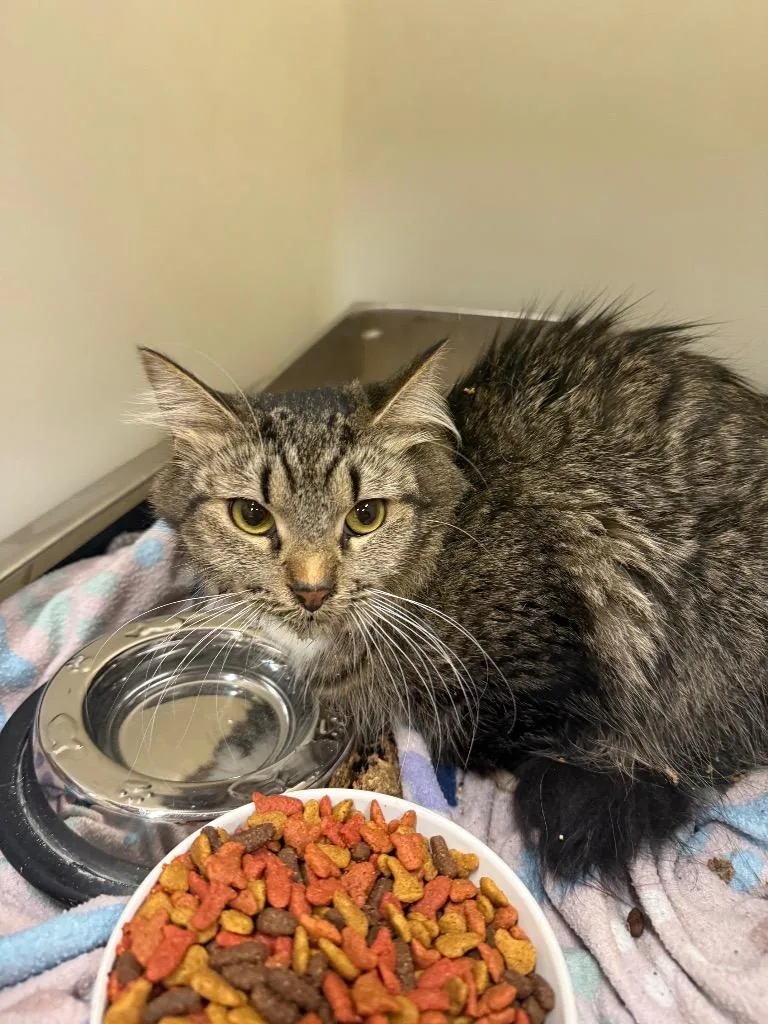 A young medium-sized female Domestic Medium Hair cat named Sky for adoption in Douglasville, GA
