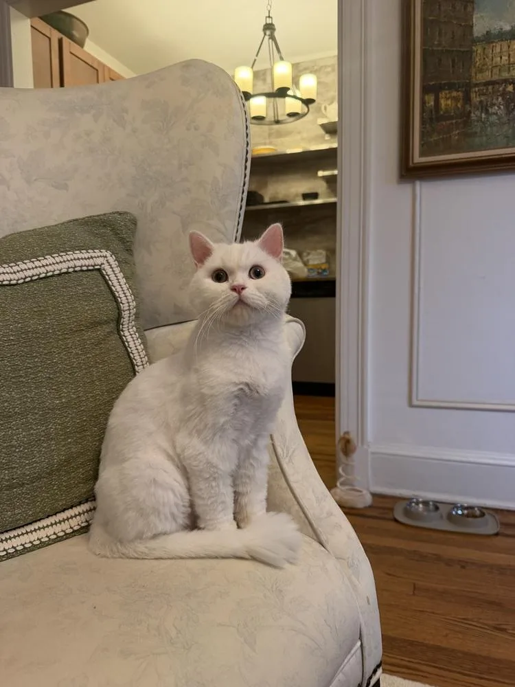 A young medium-sized male White Persian cat named Luke for adoption in Vienna , VA