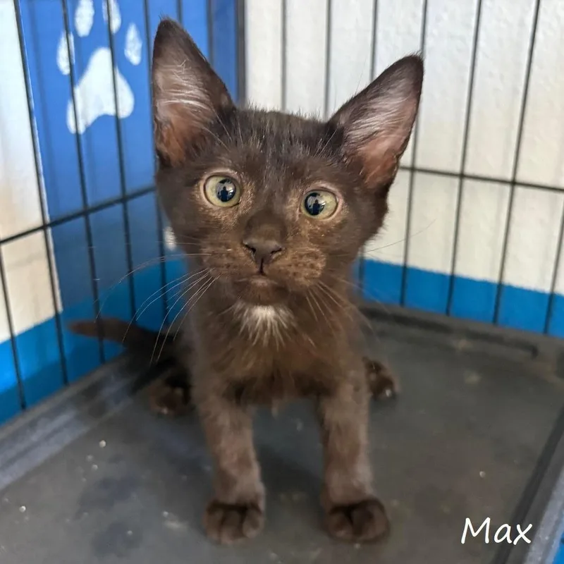 A baby small-sized male Black Domestic Short Hair cat named Max for adoption in Yucaipa, CA