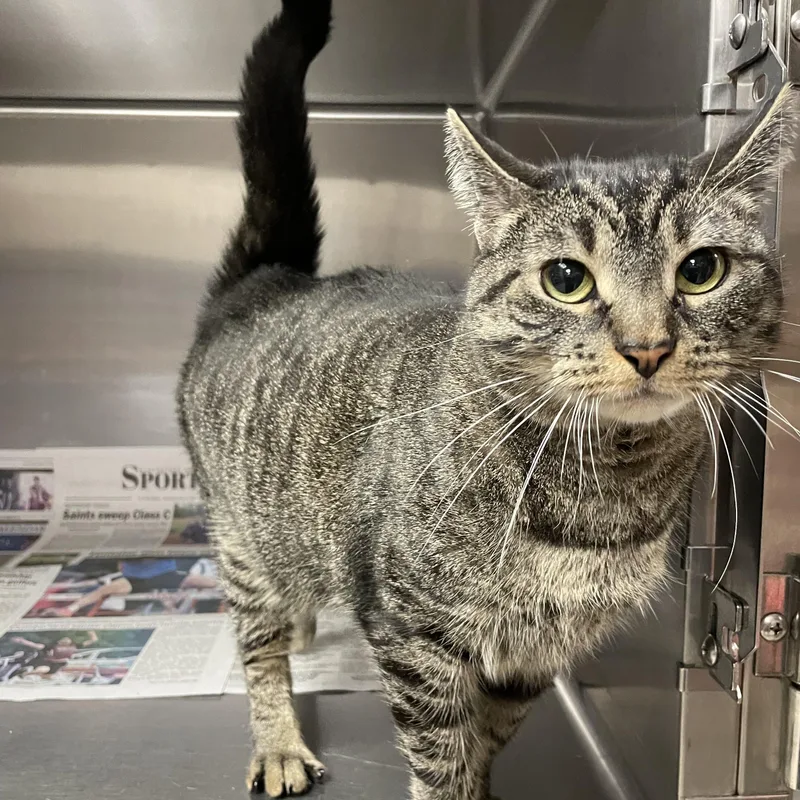 An adult medium-sized female Gray & White American Shorthair cat named Cassie for adoption in North Kingstown, RI