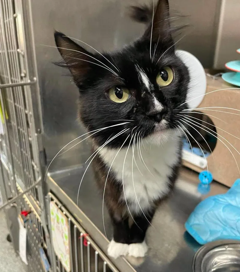 An adult medium-sized female Domestic Medium Hair cat named Christine for adoption in Stillwater, OK