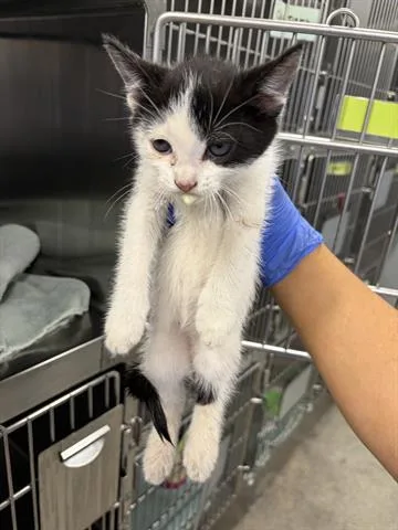 A baby medium-sized male Domestic Short Hair cat named Fabio for adoption in San Martin, CA