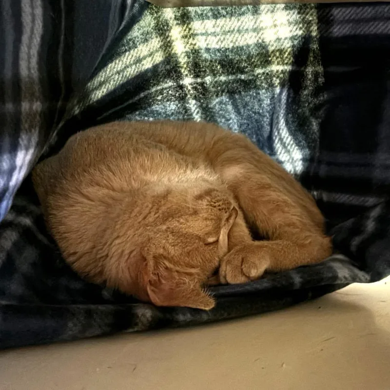 An adult medium-sized female Domestic Short Hair cat named Pearl for adoption in Kyle, TX