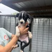 A baby medium-sized female Mixed Breed dog named Cookie for adoption in West Chester, PA