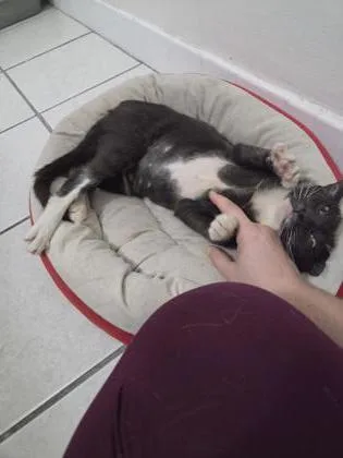 An adult medium-sized female Domestic Short Hair cat named Zelda for adoption in Largo, FL