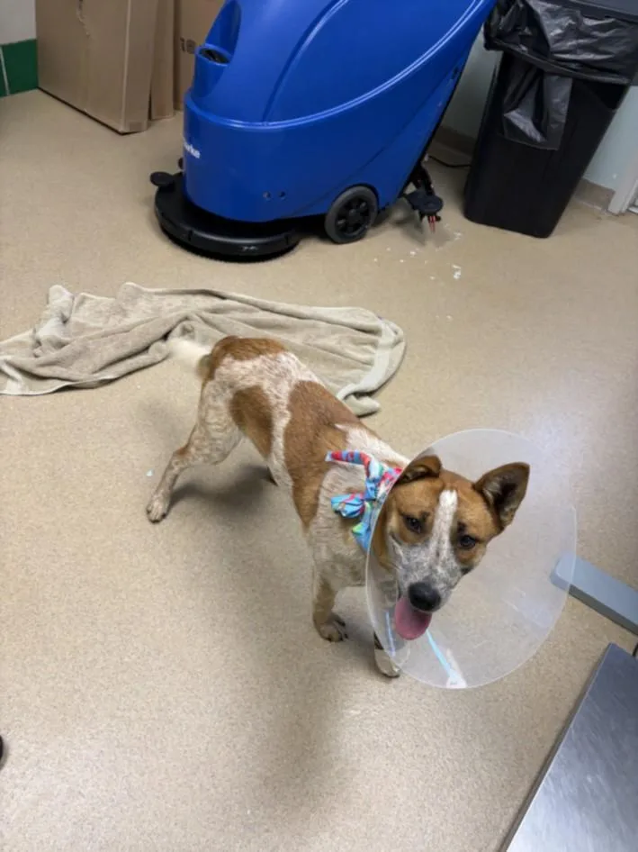 A young medium-sized female Australian Cattle Dog / Blue Heeler dog named Juniper for adoption in Loveland, CO