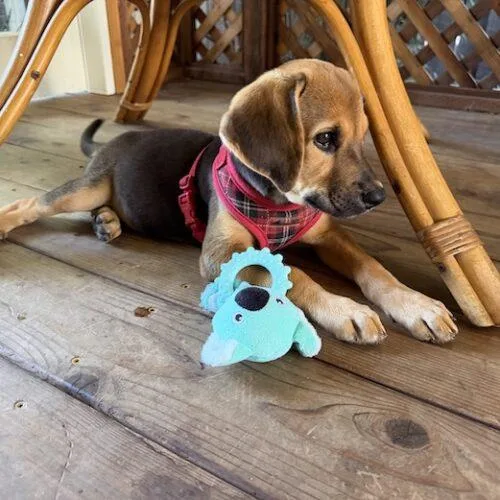 A baby small-sized female Labrador Retriever dog named Bixby for adoption in San Juan Capistrano, CA