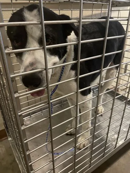 An adult extra large-sized male Great Pyrenees dog named Alfred for adoption in Austin, TX