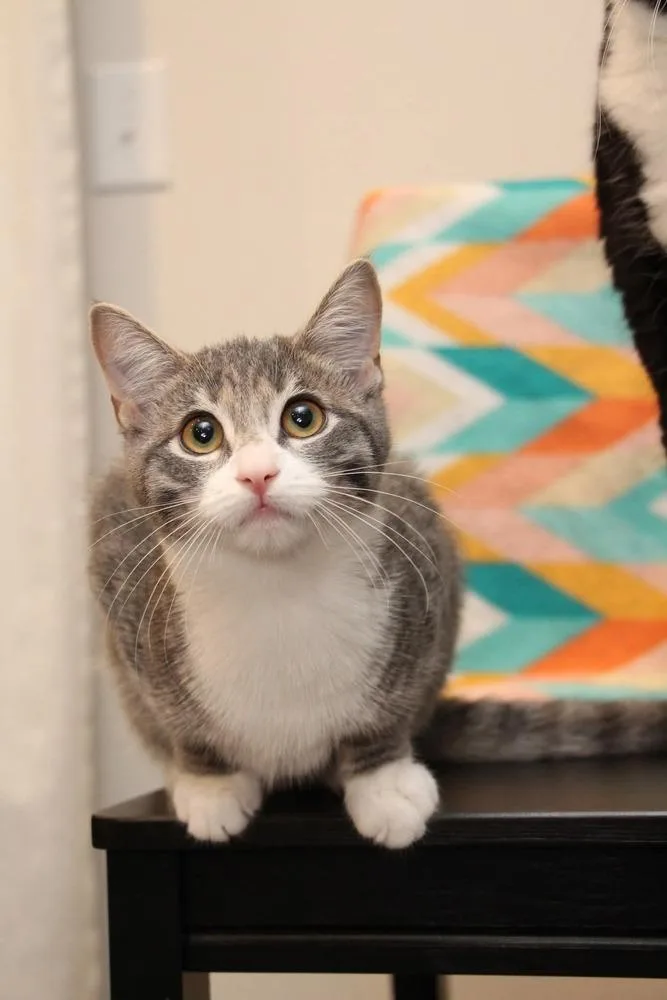 A baby small-sized female Domestic Short Hair cat named Lizzie M for adoption in Vancouver, WA