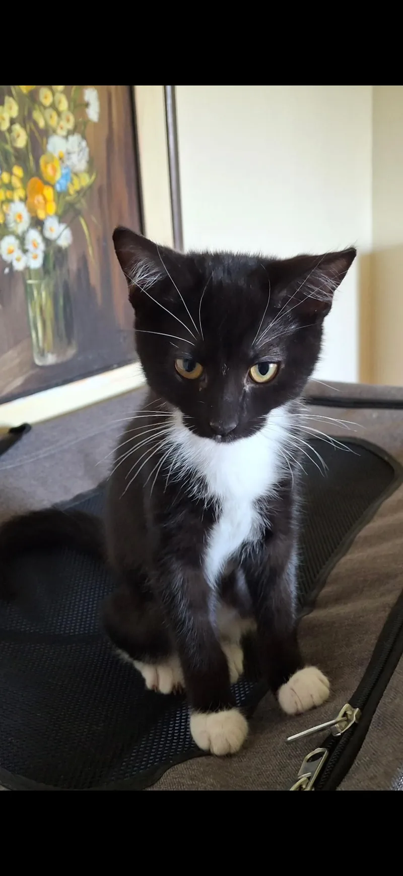 A baby small-sized female Black & White / Tuxedo Domestic Short Hair cat named Jamie for adoption in Visalia, CA