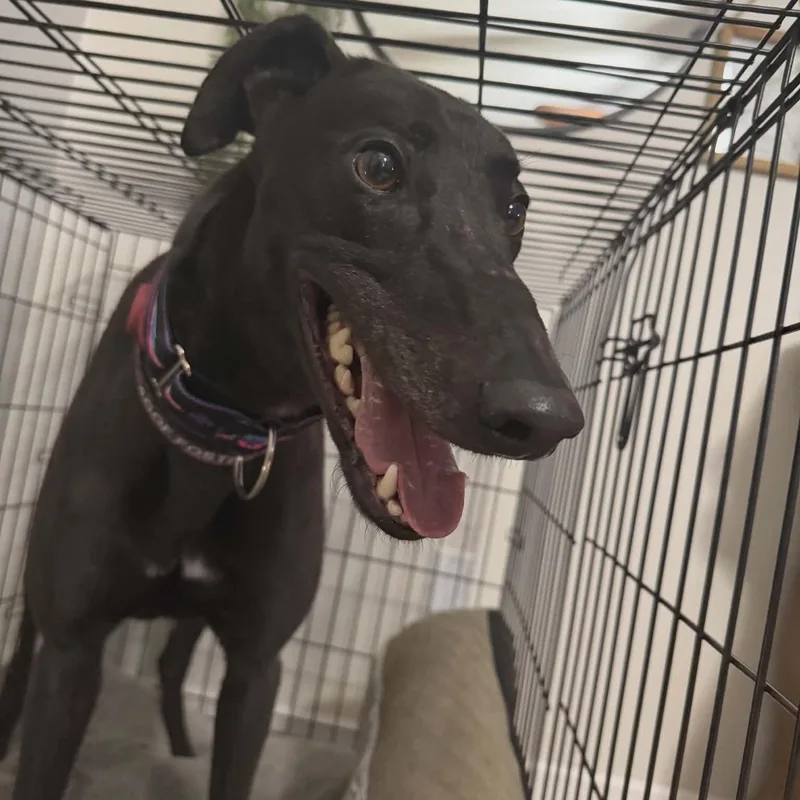 Punk Rock Eclipse thumbnail 2