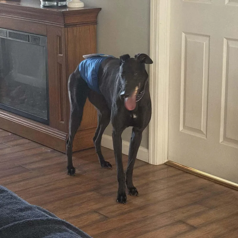 Punk Rock Eclipse thumbnail 4