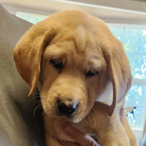 A baby small-sized male Yellow Labrador Retriever dog named Arlo for adoption in Twin lakes, WI