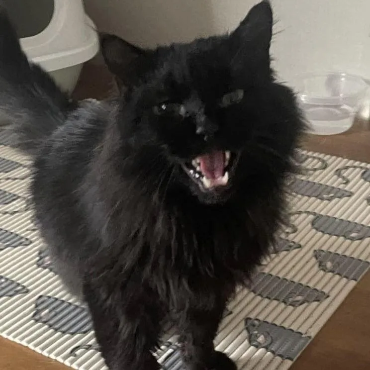 An adult small-sized male Black Domestic Long Hair cat named Bear for adoption in Winchester, VA