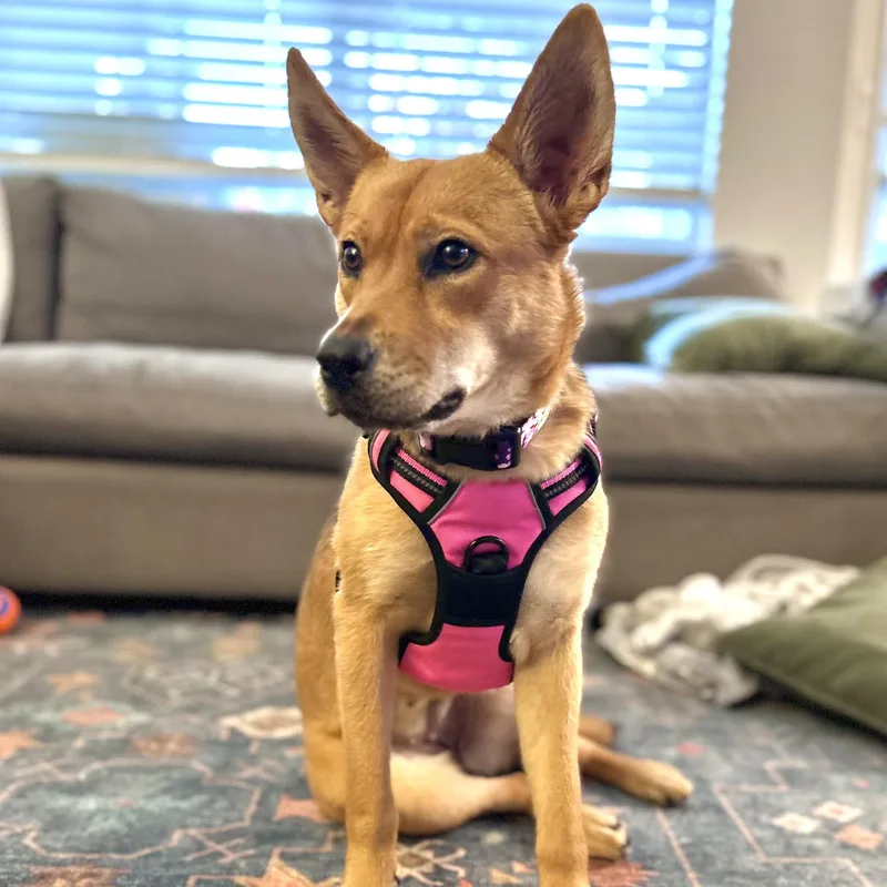 A young medium-sized female Apricot / Beige German Shepherd Dog dog named Gigi for adoption in Santa Monica, CA