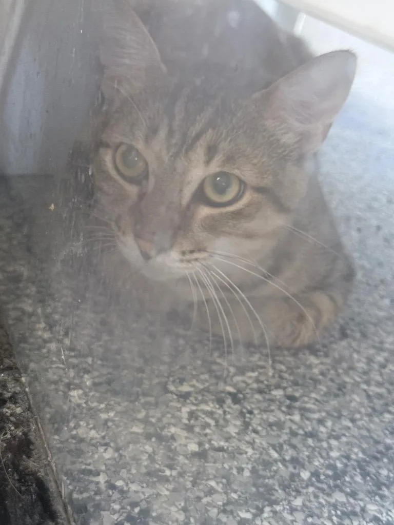 A young medium-sized male Domestic Short Hair cat named George for adoption in Waverly, TN