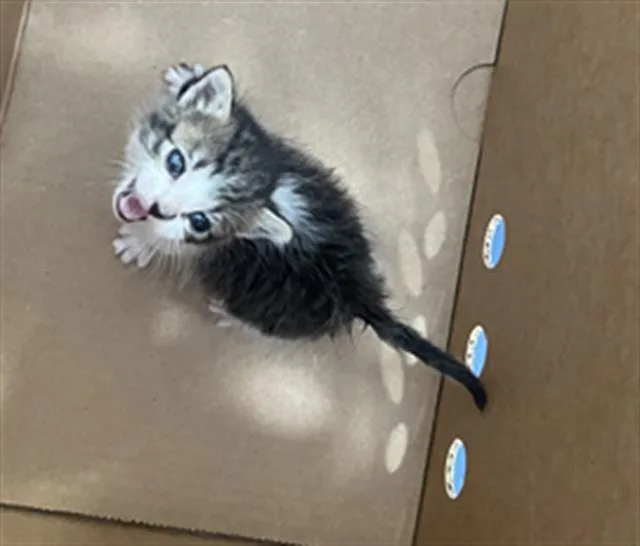 A baby medium-sized female Domestic Short Hair cat named Elvis for adoption in Dallas, TX