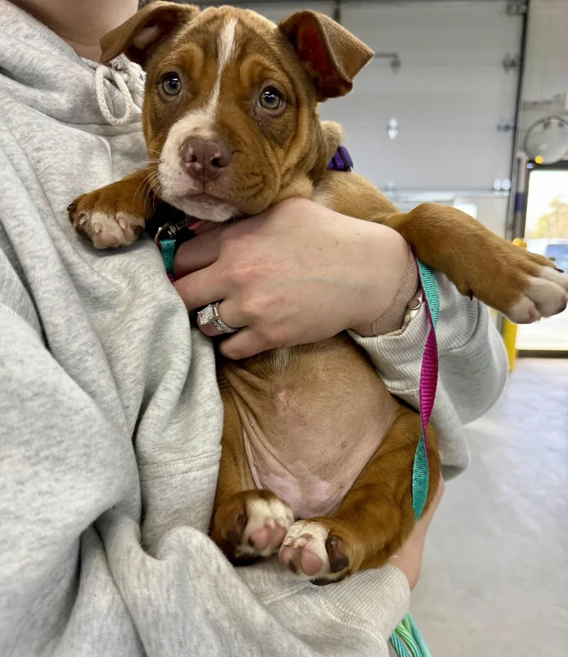 A young medium-sized female Mixed Breed dog named Julie for adoption in Shelburne, VT