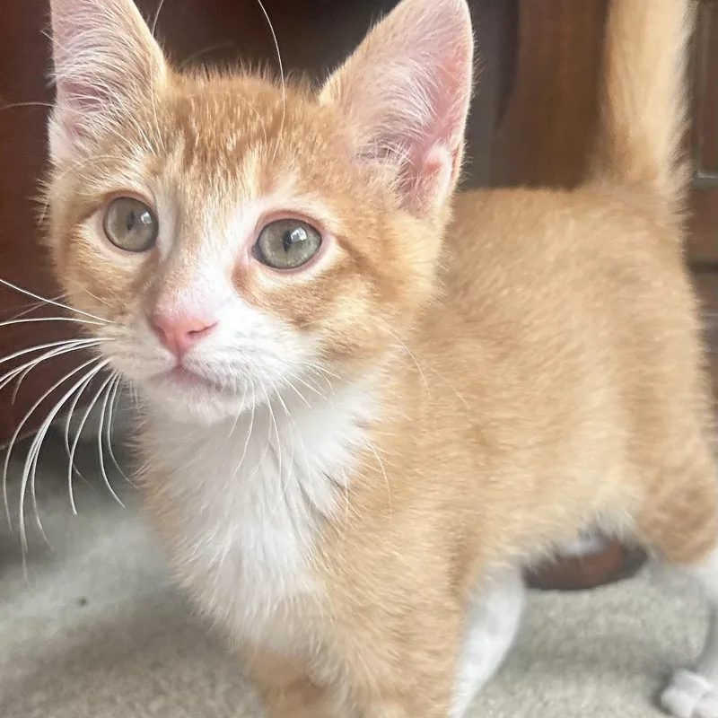 A baby medium-sized male Orange / Red Domestic Short Hair cat named Cheese for adoption in Portland, OR