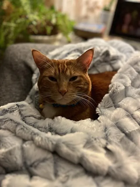 An adult medium-sized male Domestic Short Hair cat named Marty for adoption in San Francisco, CA