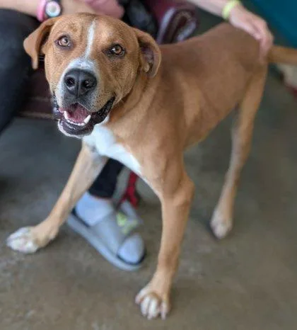 An adult large-sized male Labrador Retriever dog named Compton for adoption in La Harpe, KS