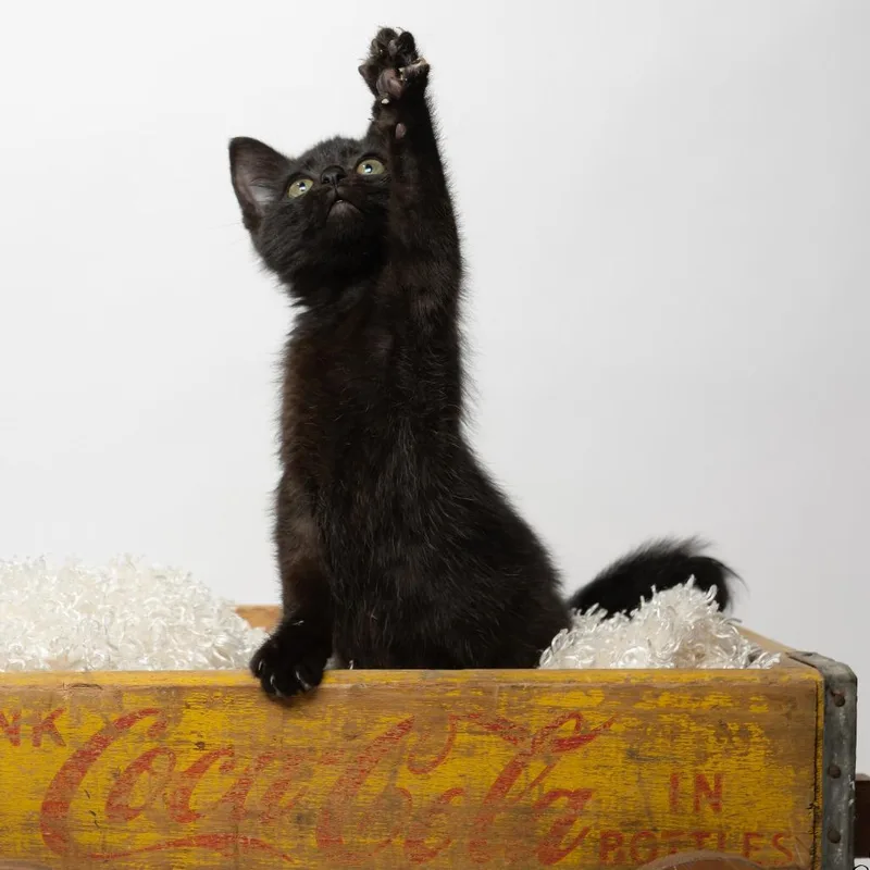 A baby small-sized male Black Domestic Medium Hair cat named Noble for adoption in Tipton, IN