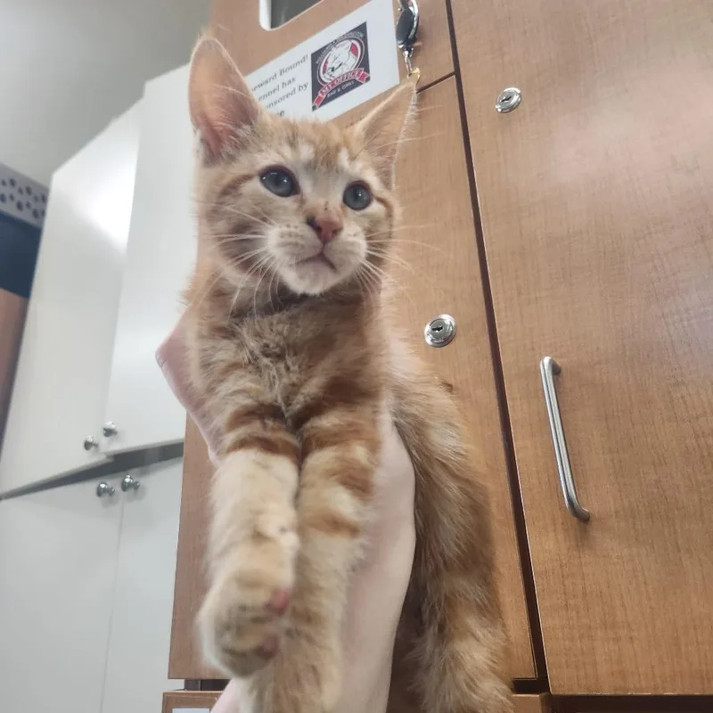 A baby small-sized male Orange / Red Domestic Short Hair cat named Seed for adoption in Pullman, WA