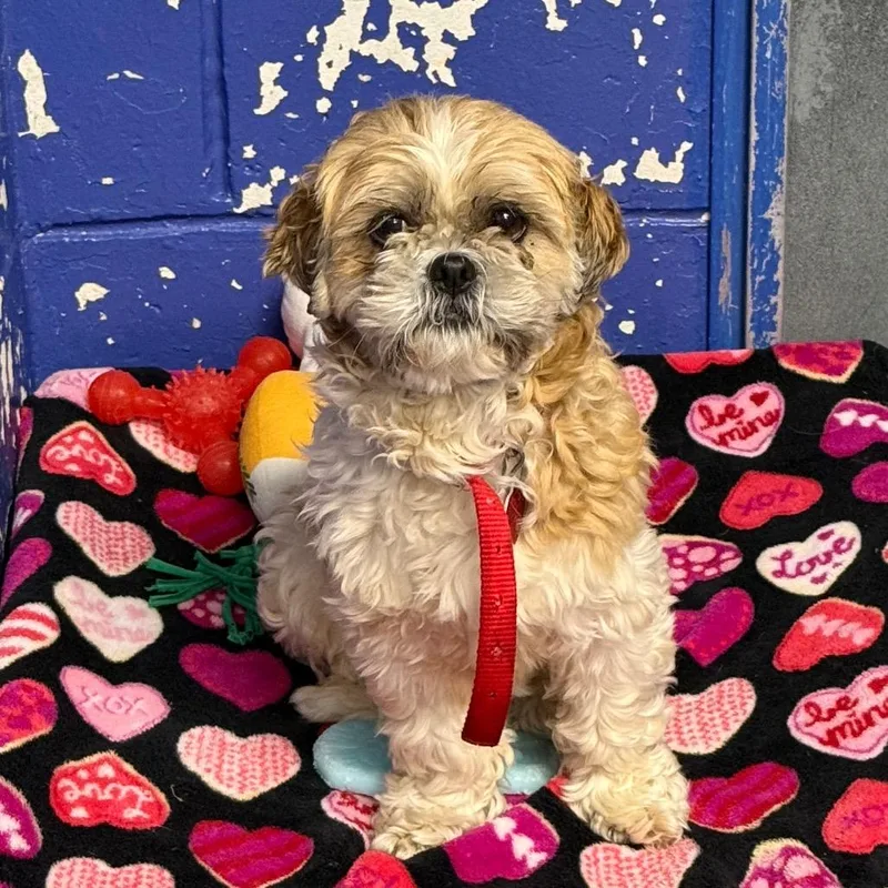 An adult small-sized female Sable Shih Tzu dog named Ct Pumpkin for adoption in Eastford, CT